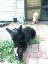 two dogs with a bone