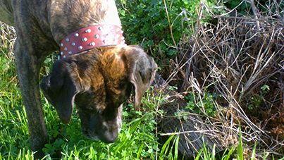 The Truth From An Australian Scientific Study About Why Dog Eating Grass Healthy Dog Treats