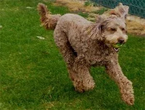 Gypsy dog in full flight