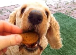 Roo Nuggets eaten by dog