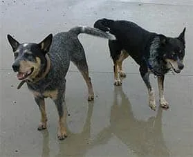 Blue Heeler & Border Collie