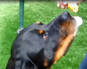 shine dog eating large port twist