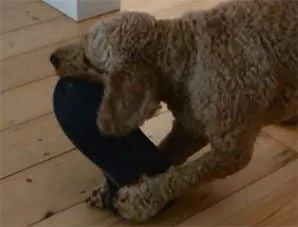 archie dogs rubber shoe