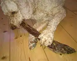 archie dog eating roo jerky