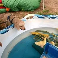 Archie dog after ducks