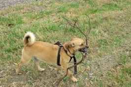 Louie rottweiler X carrying wood