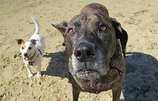 Dog Treats Australia dogs