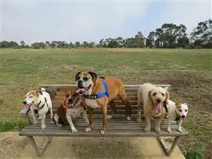 Healthy dogs loving MEAT