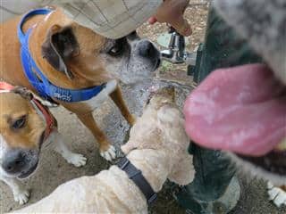 best dog food dogs drinking