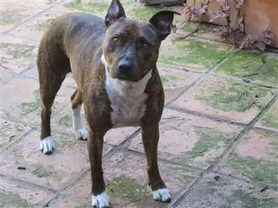 Lovely territorial roxy dog