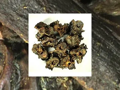 kangaroo-meat-dog-treat