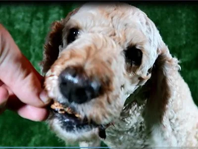 Archie eating Green lipped mussel dog treats