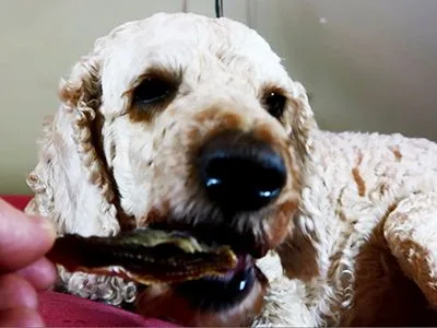 Archie-dog-eating-sardine-dog-treat