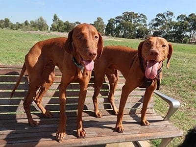 two-vizsla-dogs