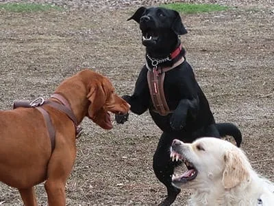 dogs-playing