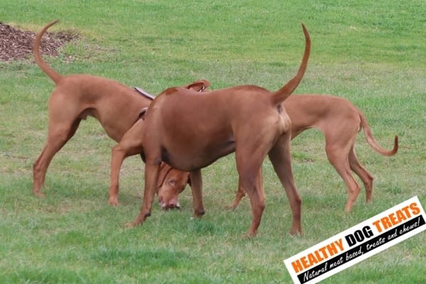 The hidden cost of new company dog treat offers