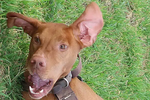 Happy dog treats dog atlas!