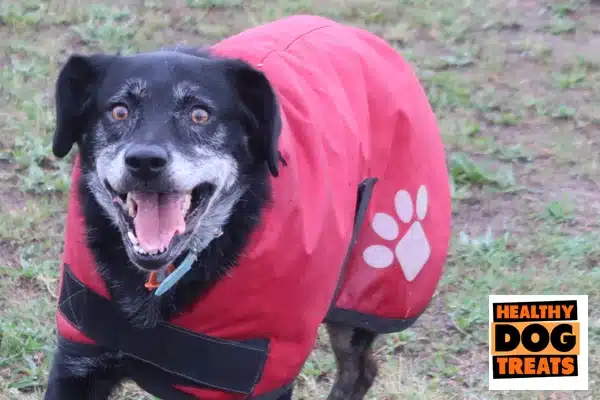 A happy healthy dog treats customer called jazz