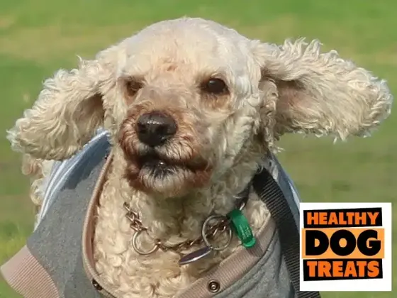 dog allergy Archie dog