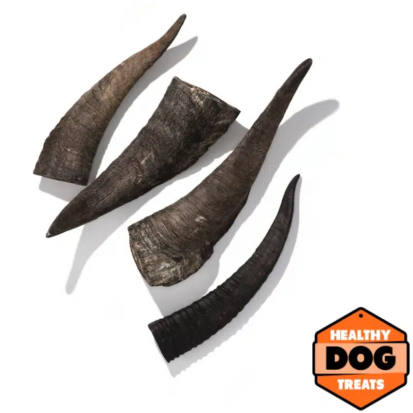 GOAT HORN Medium - Image 2