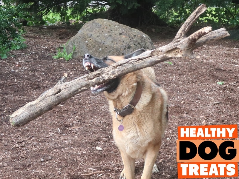 German Shepherd dog with log