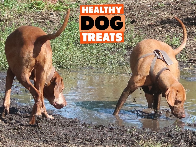 two vizsla in mud