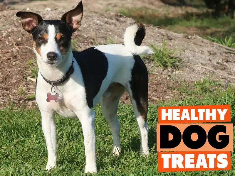 jack russell dog loving healthy dog treats