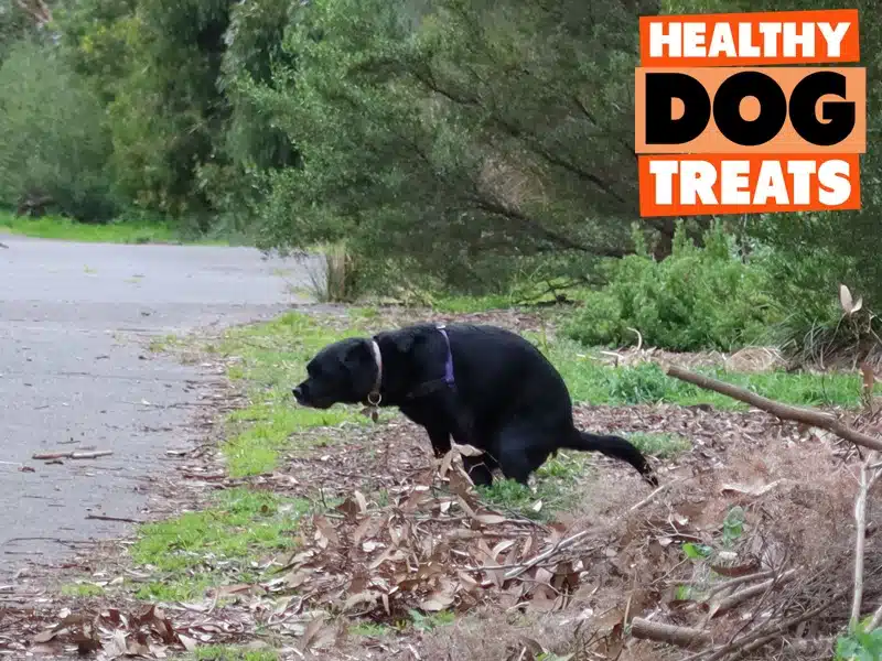 dog pooping in the park