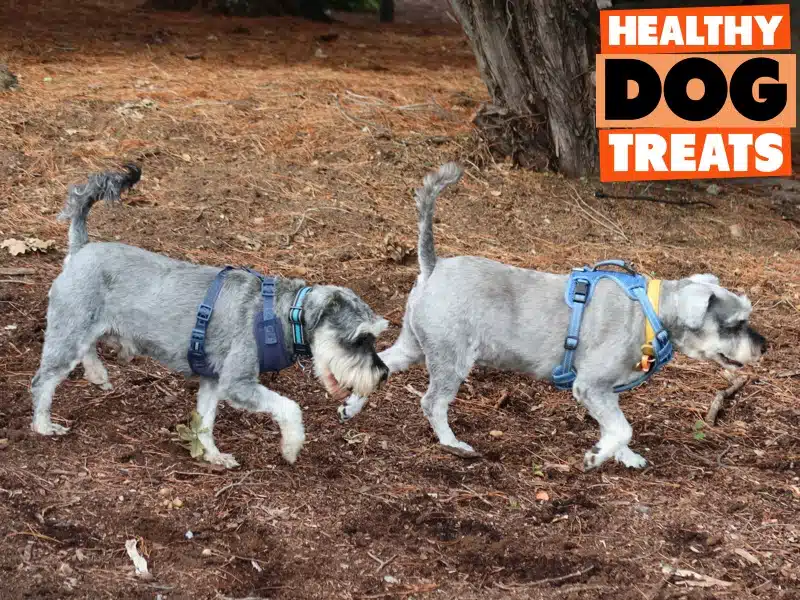 Two schnauzers looking for treats ...