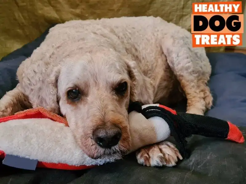 Archie spoodle dog and his favourite duck (not real)