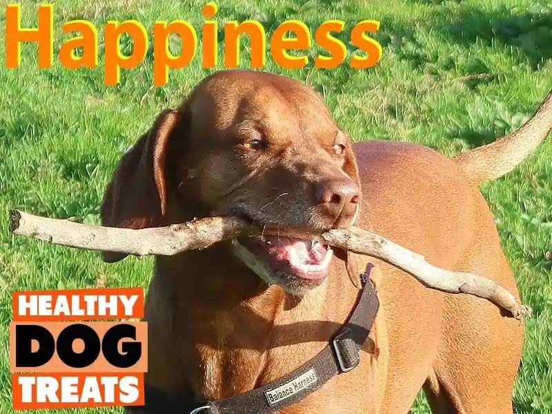 Billie, the Happy Healthy Dog Treats vizsla with stick