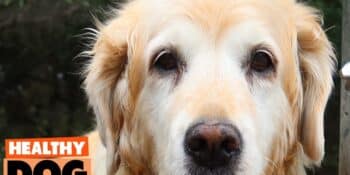 Why Hydrolyzed Protein Dog Foods might NOT Be the Best Choice for Your DOG