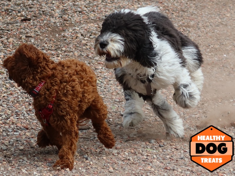 Dog play, the chase is on !