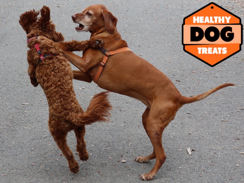 Our pack dogs enjoying a lovely play. Benson and Billie V