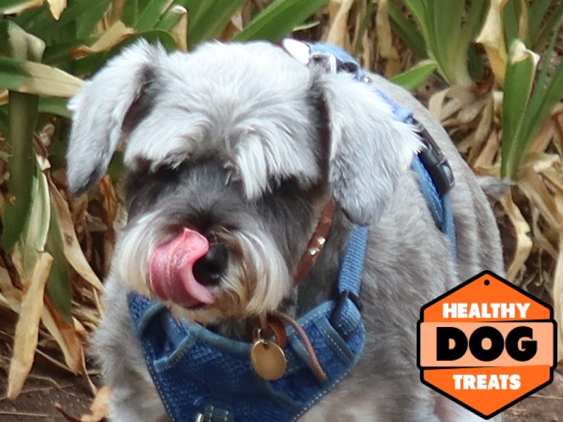 Single Protein - Gus Schnauzer's favourite dog treat.