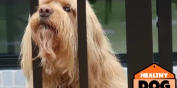 Carbs are “not technically required” in dog food, says the PFFIA.  Find out why.