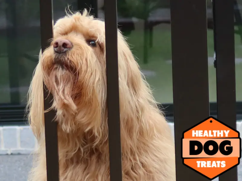 Charlie dog through a carb prison