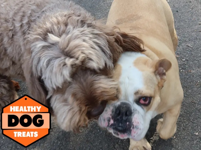 Sassy dog and Milo 